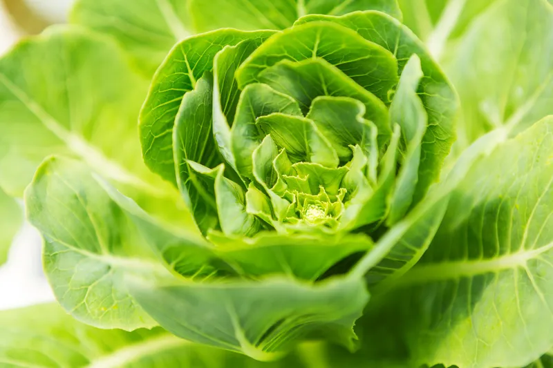 Best Seasonal Lettuce Wrap in Suwon - Jecheol Ssambap