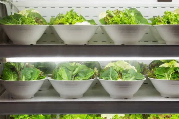 Best Seasonal Lettuce Wrap in Suwon - Jecheol Ssambap
