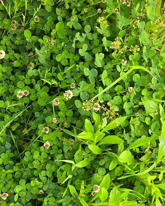 Best Seolleongtang in  - Jangsu Seolleongtang Haejangguk